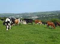 Shinagh Dairy Open Day