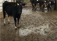 Managing Farm Yards to Reduce Soiled Water Losses