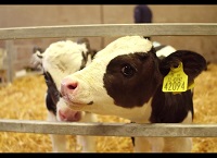 What milk and concentrates should be in the diet of the calf?
