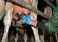 Considering Selective Dry Cow Therapy