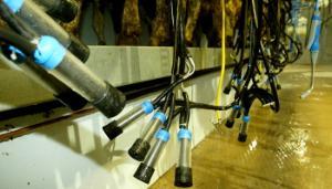Teat liners – time for a change?