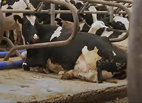 Hygiene of the utmost importance when cows are indoors