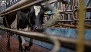 Places available in Best Practice in Milking Course
