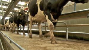 Important workshops to feature at Teagasc National Dairy Conference