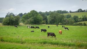 Manage grass to extend grazing