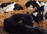 Planning for calving: peak calf numbers and accommodation