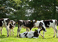 Contract rearing male calves