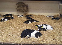 Planning for the calving season: Cheap solutions to common issues