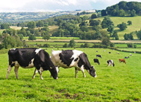 Low milk fat at grass – explained