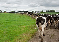 Changes to Derogation Rules – timely reminders for dairy farmers