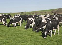 The importance of Spring Grazing for Winter Milk Herds