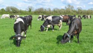 Places available in Teagasc Ruminant Nutrition Course