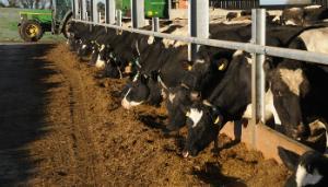 What quality of silage is needed for milking cows?