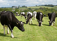 Milk price rise offsets steep production cost increases on dairy farms in 2022
