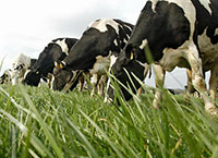 Choosing a concentrate for freshly calved dairy cows at grass