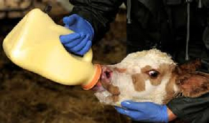 A refresher on colostrum management