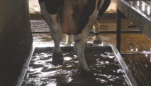 Peak risk period for lameness on dairy farms