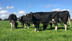 Will you have enough heifers in 2027?