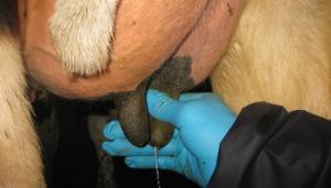 Managing Somatic Cell Count in early lactation