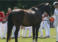 ISH Young (Equine) Breeders National Championships 2022