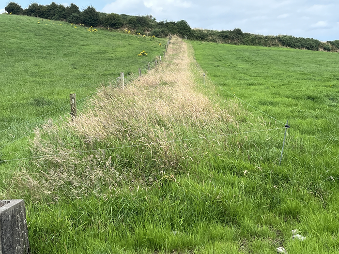 A field margin for biodiversity