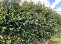 Quantifying habitats and carbon stored on Signpost Farms