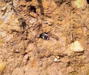 Healthy soil is important for Ireland’s bees