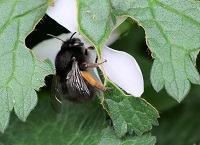 The honeybee is doing grand, but what about the other bees?