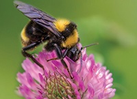 Bees and food production: chaos, corruption and dodgy honey