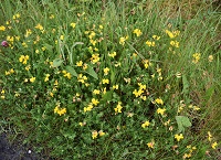 Growing Wild – Bird’s foot trefoil and Knapweed