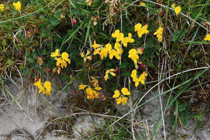 Bird’s foot trefoil