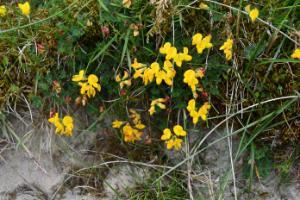 Growing Wild – bird’s foot trefoil and whitethorn