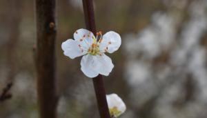 Growing Wild: Blackthorn flowers and whitethorn leaves