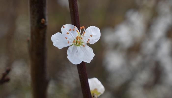 Blackthorn flowers