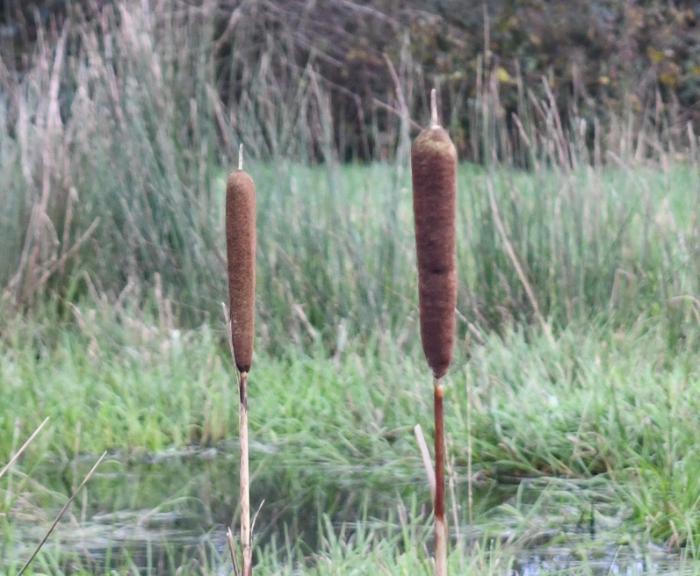 Bulrush fruiting spikes