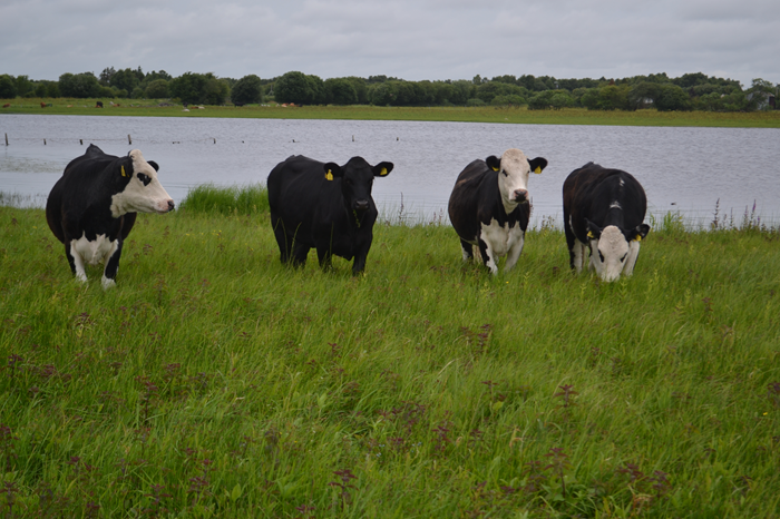 Cattle grazing low input ground
