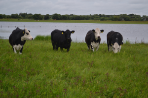 What is biodiversity and how can we help?