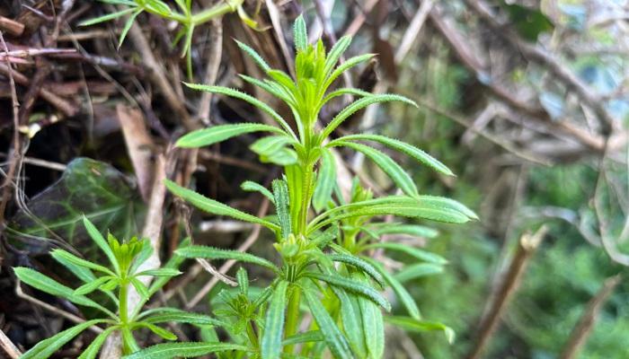 Cleavers