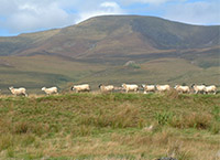 Teagasc response to a call for a complete ban on burning in the uplands