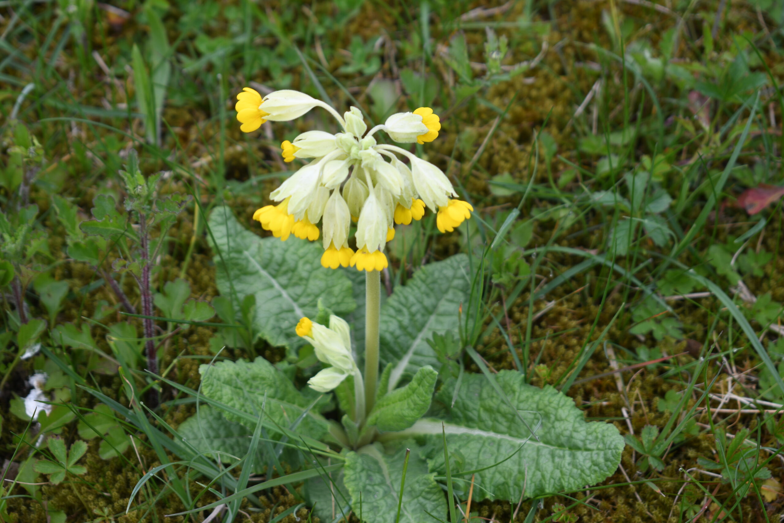 Cowslips