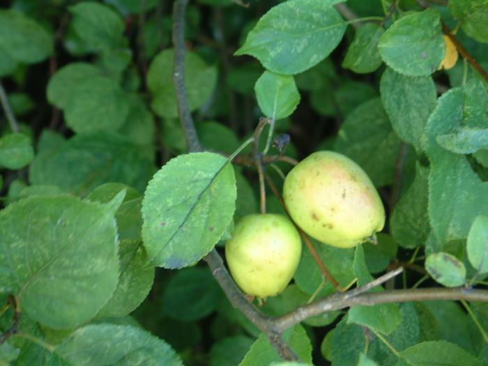 Crab Apples