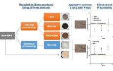 Can bio-fertilisers from dairy processing waste become the next generation phosphorus bio-fertiliser?