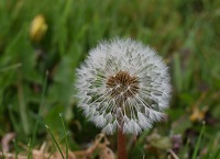 Growing Wild – dandelion and greater stitchwort