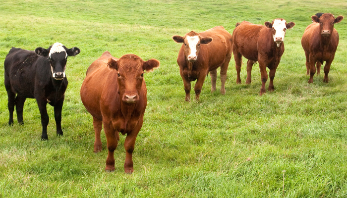 New biodiversity pilot project brings Dexter cows to Galway City
