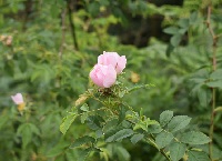 Growing wild – dog rose and meadowsweet