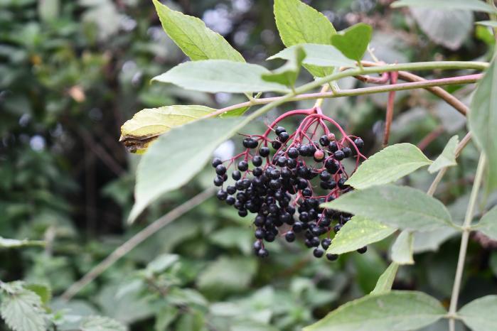 Elderberries