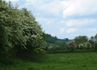 Coppicing and hedge laying actions under ACRES