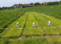 Optimal soil phosphorus reduces fertiliser derived N2O emissions