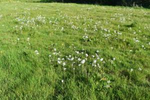 Growing Wild: Charlock and Lady’s Smock