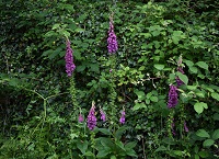 Growing wild – Honeysuckle and Foxglove